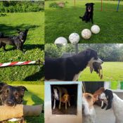 Bild zu Die Hundeheim-Entdecker-Tour mit kleinem Hunde-Diplom